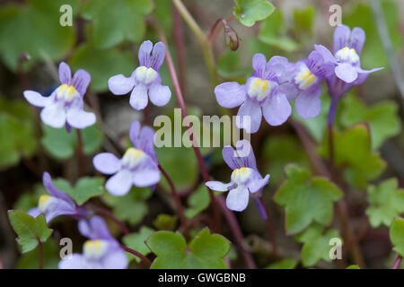 Linaire à feuilles de lierre (Cymbalaria muralis), plante à fleurs. Allemagne Banque D'Images