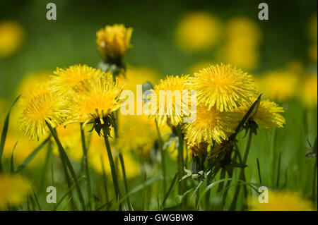 Le pissenlit (Taraxacum officinale, Taraxacum sect. Ruderalia), plante à fleurs. Allemagne Banque D'Images