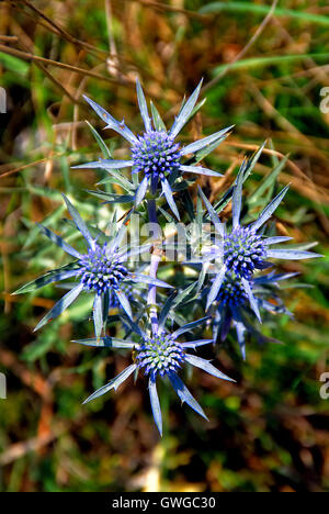 Plateau d'Asiago, l'Italie. Eryngium amethystinum eryngo, l'améthyste, ou la mer d'améthyste, Holly est un massif, formant des plantes vivaces à racines profondes, appuyez sur herbe. Sa tige est de 30 à 50 cm de long et est bleu clair au pourpre en couleur. Il a un cercle de basale obovées, pennées, épineux, coriace, mi-feuilles vertes. Il fleurit au milieu à la fin de l'été avec des ombelles cylindriques, 2 à 3 cm de long au sommet bractées bleu argenté et la ramification des tiges. La plante est originaire de la Méditerranée orientale et préfère les endroits secs et les sols riches en calcium. Banque D'Images