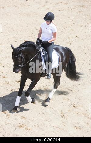 Cheval Espagnol pur, andalou. L'étalon noir monté sur un cheval au galop en place, vu de dessus. Allemagne Banque D'Images
