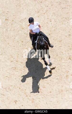 Cheval Espagnol pur, andalou. L'étalon noir monté sur un cheval au galop en place, vu de dessus. Allemagne Banque D'Images