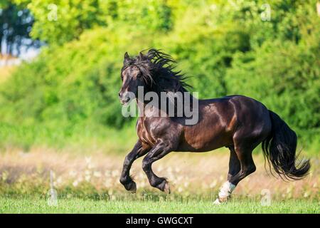 L'Allemand du sud Coldblood. Hongre Bay sur un pâturage galopante. Allemagne Banque D'Images
