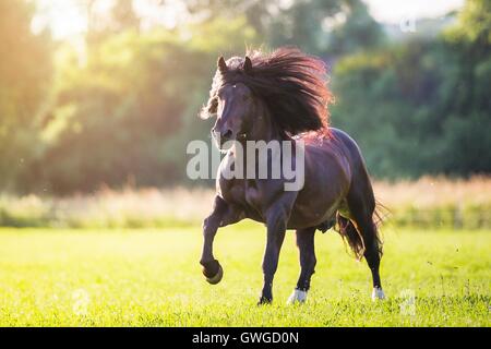 L'Allemand du sud Coldblood. Hongre Bay sur un pâturage galopante. Allemagne Banque D'Images