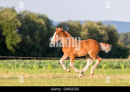 L'Allemand du sud Coldblood. Poulain alezan galoper sur un pâturage. Allemagne Banque D'Images