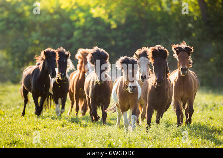 Cheval islandais. Le galop troupeau sur un pâturage. L'Autriche Banque D'Images