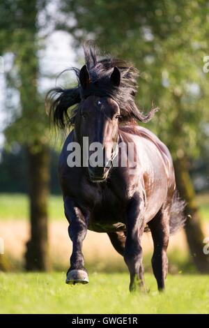 L'Allemand du sud Coldblood. Étalon baie sur un pâturage galopante. Allemagne Banque D'Images