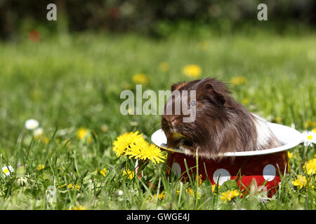 Cobaye à poil long dans un pot de chambre avec pois blancs, dans une prairie en fleurs. L'Allemagne. Banque D'Images