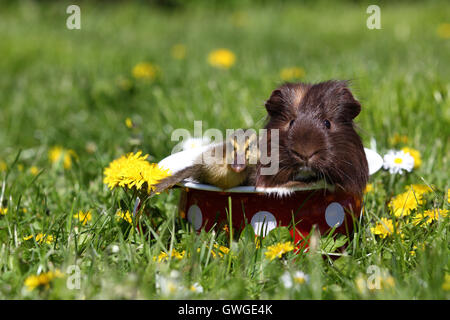 Cobaye à poil long et de canard (Le Canard Coureur indien) dans un pot de chambre avec pois blancs, dans une prairie en fleurs. L'Allemagne. Banque D'Images