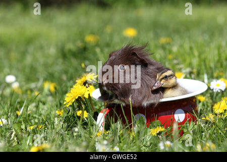 Cobaye à poil long et de canard (Le Canard Coureur indien) dans un pot de chambre avec pois blancs, dans une prairie en fleurs. L'Allemagne. Banque D'Images