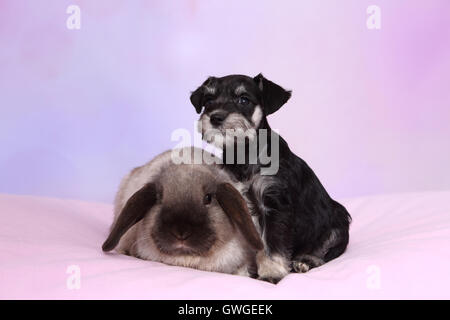 Schnauzer nain. Chiot lapin nain et, d'un mini sur une couverture rose Lop. Studio photo sur un fond violet. Allemagne Banque D'Images