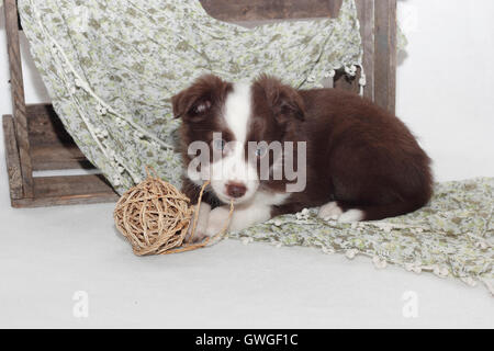 American Shepherd miniature. Puppy (6 semaines) jouant avec un noeud. Studio photo. Allemagne Banque D'Images