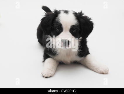 American Shepherd miniature. Puppy (6 semaines). Studio photo sur un fond blanc. Allemagne Banque D'Images