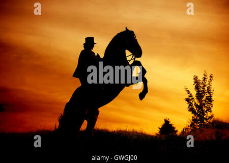 Freiberger, Cheval Franches-Montagnes. Rider avec costume et sidesaddle sur un cheval d'élevage, vu contre un coucher de soleil colorés. La Suisse Banque D'Images