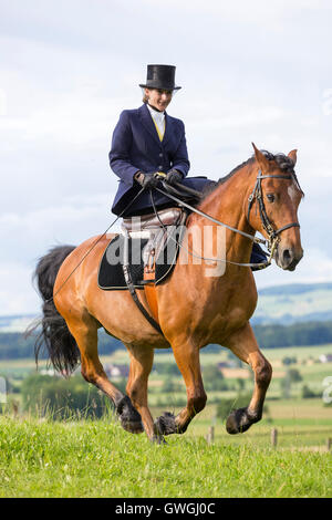 Freiberger, Cheval Franches-Montagnes. Rider avec costume et sidesaddle galoper dans un pré. La Suisse Banque D'Images