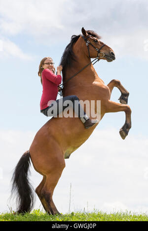 Freiberger, Cheval Franches-Montagnes. Hongre Bay avec l'élevage de cavalier sur un pâturage. La Suisse Banque D'Images