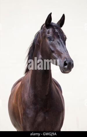Cheval de Sport allemand. Portrait de jument noire, vu sur un fond blanc. Allemagne Banque D'Images