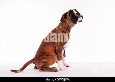 Boxer. Puppy (9 semaines). Studio photo sur un fond blanc, Allemagne Banque D'Images