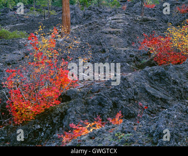 USA, Ohio, forêt nationale de Willamette, couleur d'automne érable circiné et conifères épars poussent sur une ancienne coulée de lave. Banque D'Images