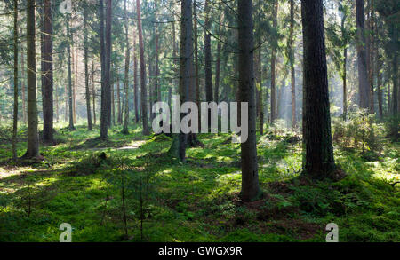 En peuplement résineux humide matin,la forêt de Bialowieza, Pologne,Europe Banque D'Images