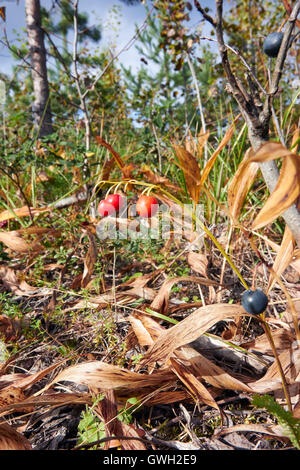 Convallaria majalis, le muguet berries Banque D'Images