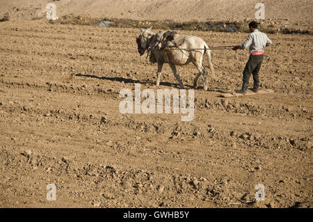 Les travailleurs agricoles syriens lutte contre la sécheresse et le changement climatique Banque D'Images