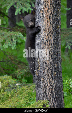 - L'Ours noir Ursus americanus - young cub. Le Parc National de Jasper, Canada. Banque D'Images