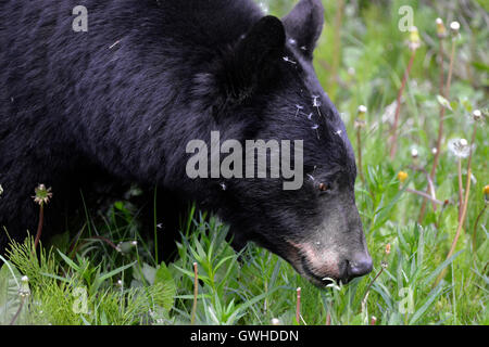 - L'Ours noir Ursus americanus. Le Parc National de Jasper, Canada. Banque D'Images