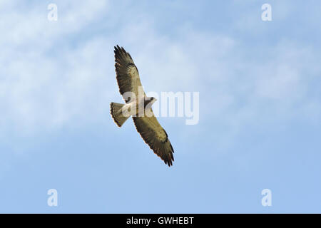 - Swainson Buteo swainsoni Banque D'Images