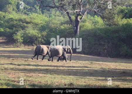 Bébé éléphant qui sont accompagnés et gardé dans le Sri Lanka, Wasgamuwa Banque D'Images