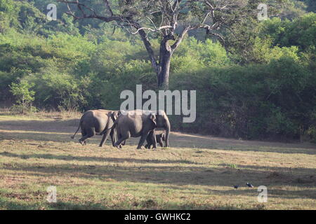 Bébé éléphant qui sont accompagnés et gardé dans le Sri Lanka, Wasgamuwa Banque D'Images