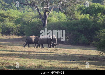 Bébé éléphant qui sont accompagnés et gardé dans le Sri Lanka, Wasgamuwa Banque D'Images