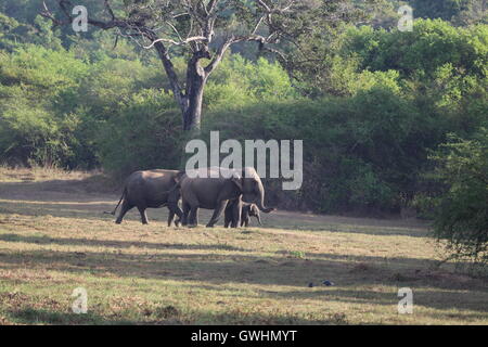 Bébé éléphant qui sont accompagnés et gardé dans le Sri Lanka, Wasgamuwa Banque D'Images