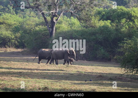 Bébé éléphant qui sont accompagnés et gardé dans le Sri Lanka, Wasgamuwa Banque D'Images