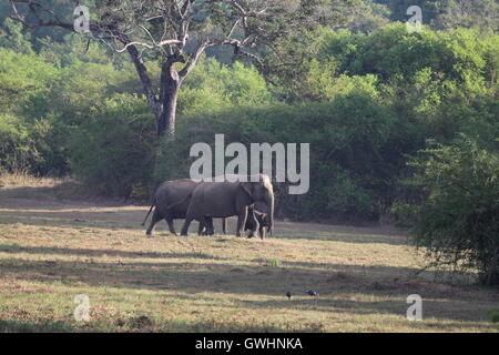 Bébé éléphant qui sont accompagnés et gardé dans le Sri Lanka, Wasgamuwa Banque D'Images