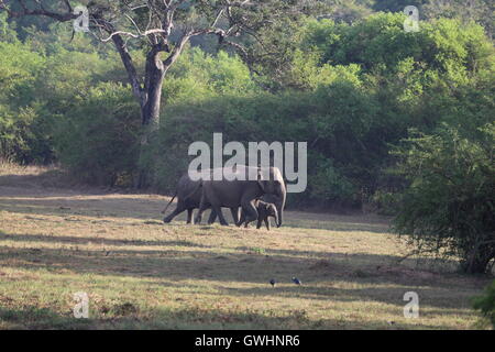 Bébé éléphant qui sont accompagnés et gardé dans le Sri Lanka, Wasgamuwa Banque D'Images