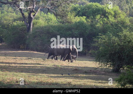 Bébé éléphant qui sont accompagnés et gardé dans le Sri Lanka, Wasgamuwa Banque D'Images