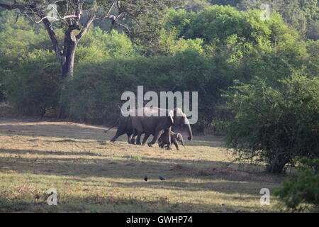 Bébé éléphant qui sont accompagnés et gardé dans le Sri Lanka, Wasgamuwa Banque D'Images