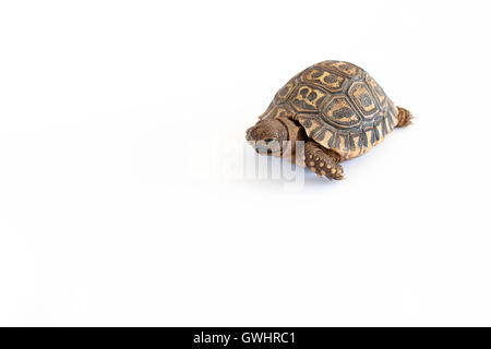 Tortue léopard arrière-plan uni, blanc Banque D'Images