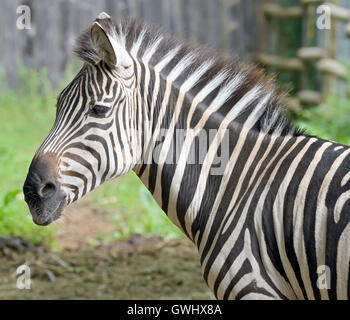 Gros plan sur la tête de zebra magnifique Banque D'Images