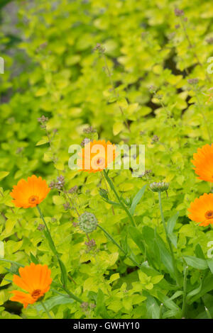 Calendula officinalis. Fleurs de souci dans un jardin de fines herbes Banque D'Images