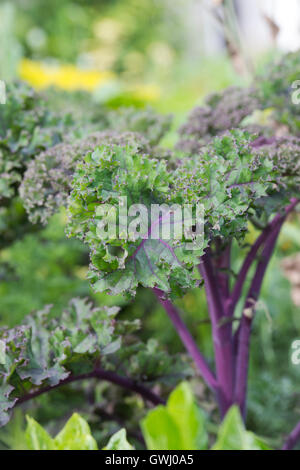 Kale redbor poussant dans un chalet. UK Banque D'Images