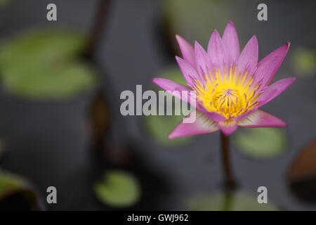 Un seul nénuphar rose hors de l'eau de plus en plus entouré par ses feuilles vertes. Banque D'Images