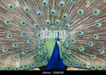 Un paon bleu affiche ses plumes de queue au Cotswold Wildlife Park, l'Oxfordshire. Banque D'Images