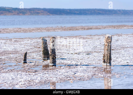 * * Pétrifié sur la rive de la lac salé, Kuyalnik, Ukraine. Le réchauffement climatique, changement climatique Banque D'Images