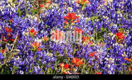 Fleurs sauvages fleurissent au centre du Texas Hill Country Banque D'Images