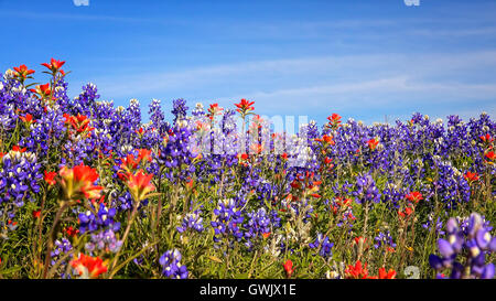 Domaine de la Texas fleurs sauvages y compris bluebonnets et indian paintbrush au Texas Banque D'Images