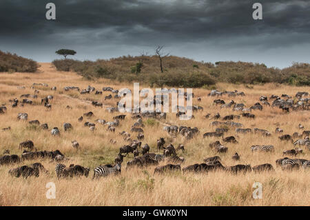 Les zèbres, les gnous et les buffles d'eau se rassemblent sous une tempête pendant la migration annuelle. Le Kenya, l'Afrique. Banque D'Images