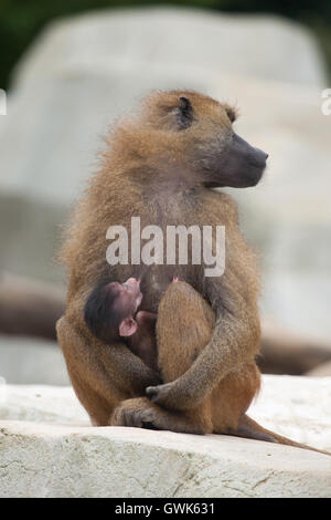 Babouin de Guinée (Papio papio) nourrir son bébé nouveau-né au zoo de Vincennes à Paris, France. Banque D'Images
