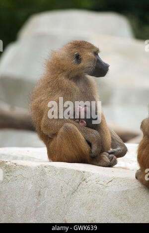 Babouin de Guinée (Papio papio) nourrir son bébé nouveau-né au zoo de Vincennes à Paris, France. Banque D'Images