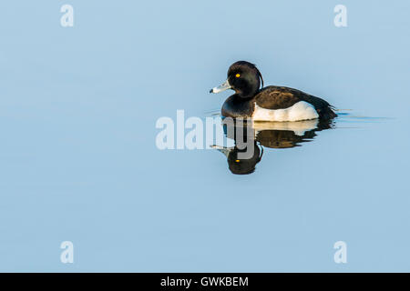 Un Fuligule morillon flottant sur l'eau parfaitement calme. Banque D'Images